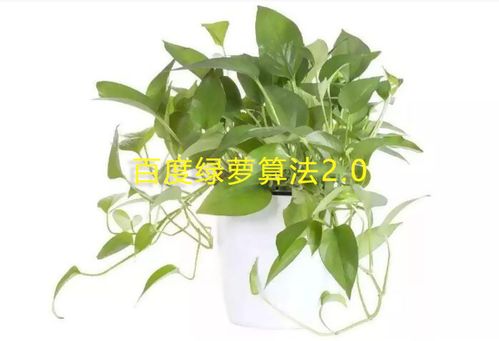 綠蘿算法2.0是什么？怎么應對綠蘿算法2.0？